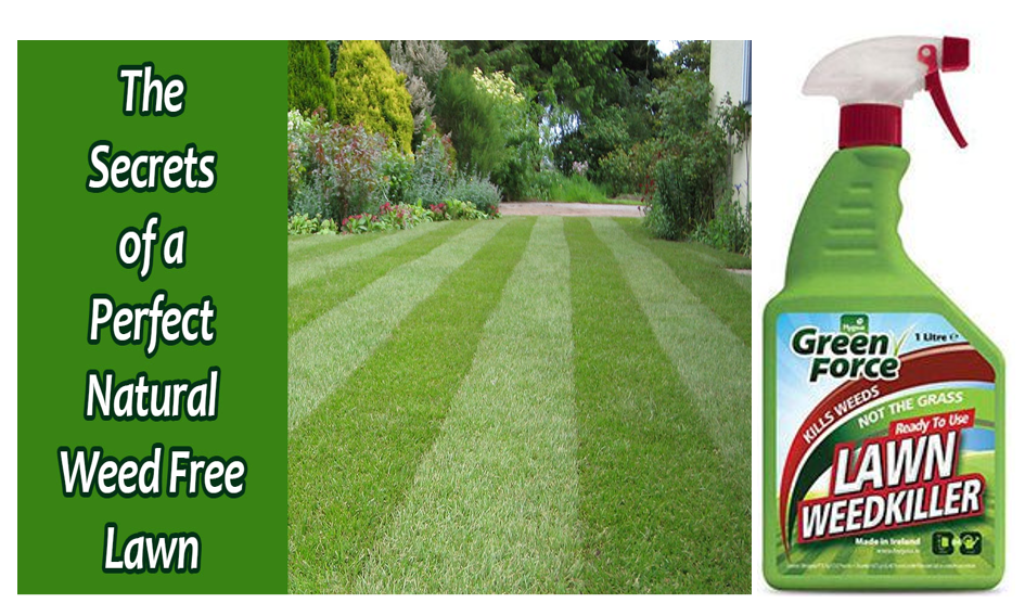 Green Force Lawn Weed Killer RTU 1 Litre