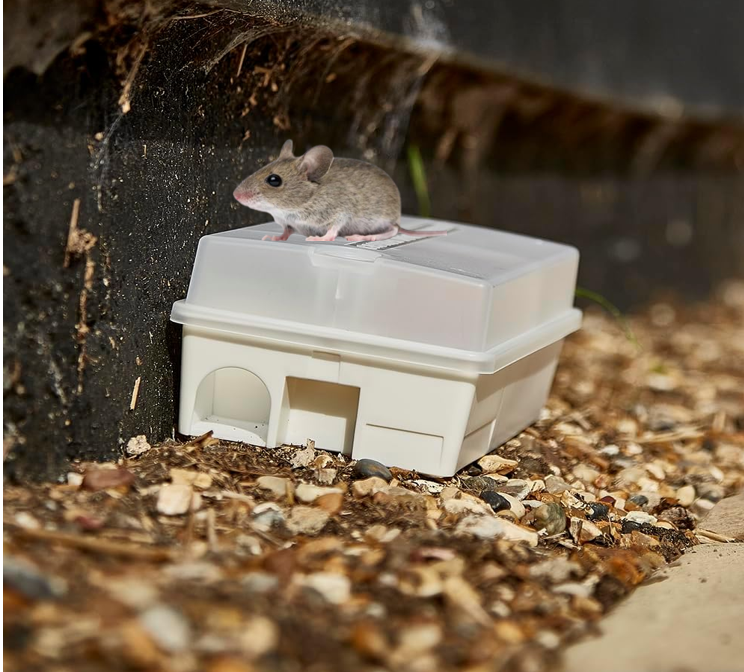 The Big Cheese Ultra Power Ready-Baited Mouse Trap Kit, White