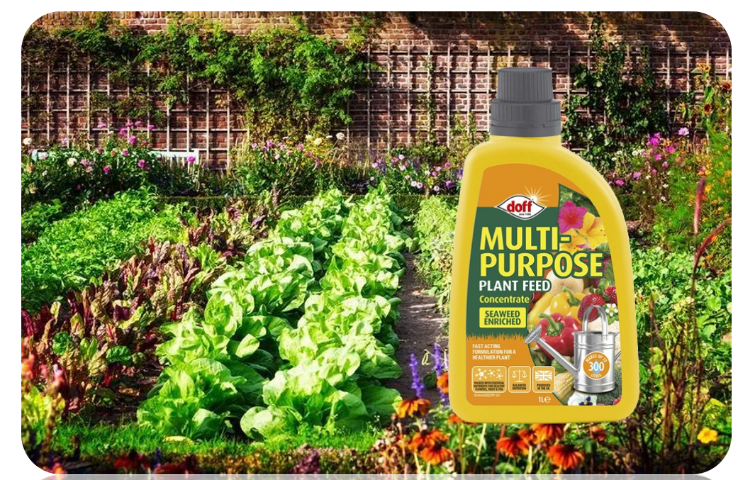 Doff Concentrated Multi-Purpose Feed 1 litre | Makes 300 Litre | Plants and Fruit