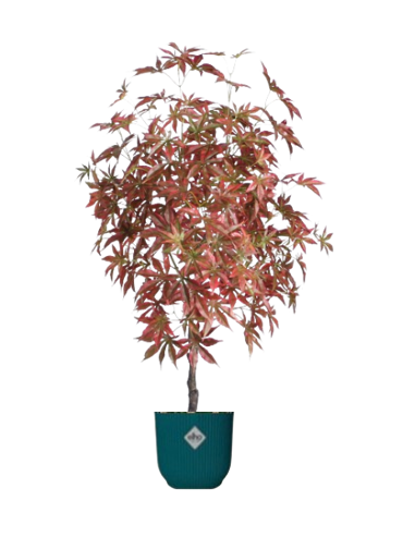 Fixtures Artificial Red & Green Maple Tree 120cm