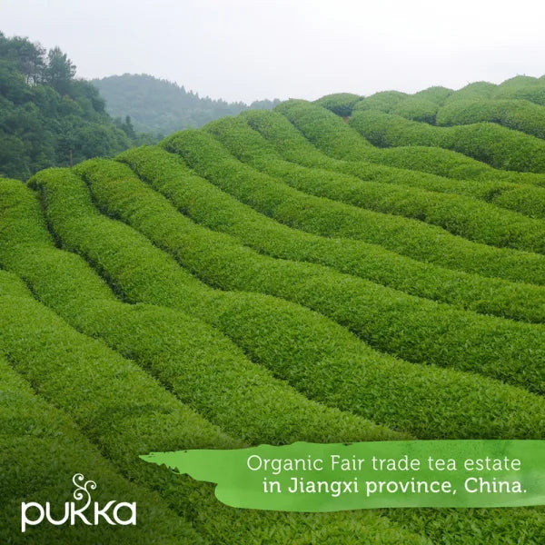 Pukka Tea Clean Matcha Green Envelopes 20's