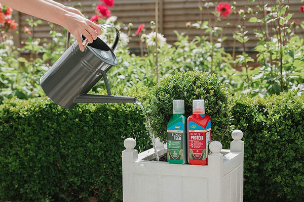 Westland 2 in1 Buxus Feed and Protect 500ml