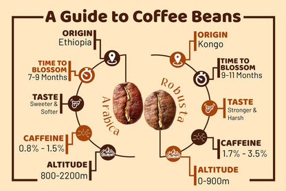 Belgravia Latino Premium Blended, Rain-Forest Alliance Coffee Beans 1kg, 100% Arabica