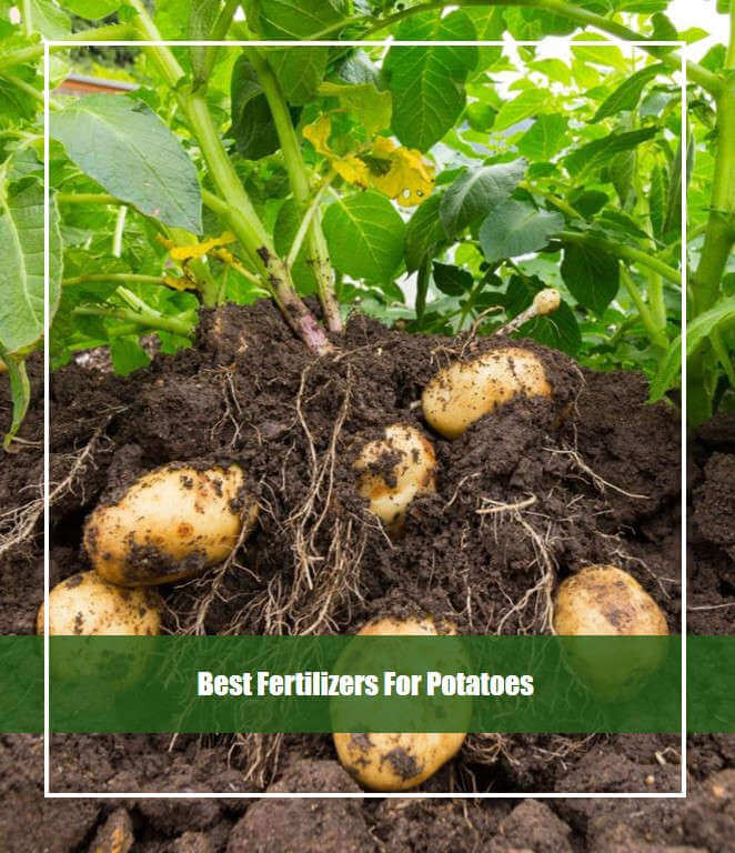 Vitax Organic Potato Fertiliser 1kg