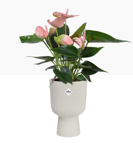 Elho Vibes Fold Coupe Tall Pot 14cm SILKY WHITE - NWT FM SOLUTIONS - YOUR CATERING WHOLESALER