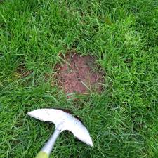 Nature Safe Patch Fix Lawn Seed 1kg