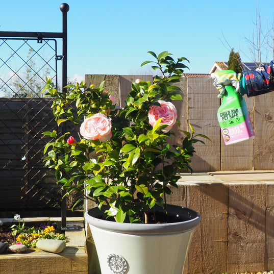 Ecofective Rose Defender RTU 1 Litre