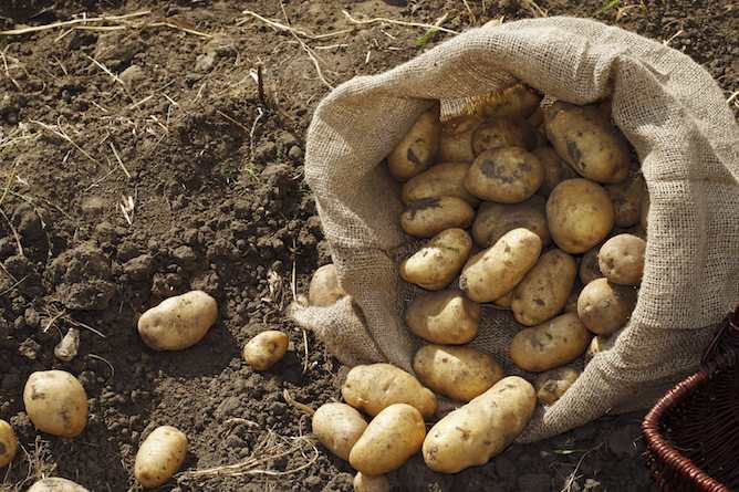 Vitax Organic Potato Fertiliser 1kg
