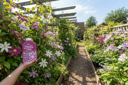 Clematis & Climber Liquid Plant Feed | 1L Makes Aprrox 50 Cans of feed | 1 x 1 litre Bottle