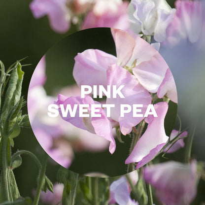 Airwick Freshmatic Pink Sweet Pea Refill 250ml