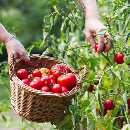 Doff Tomato Ready Mixed Liquid Pour and Feed Plant Food 3 Litre