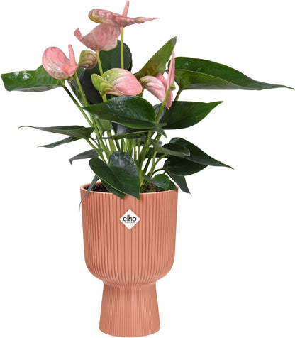 Elho Vibes Fold Coupe Display Pot 14cm DELICATE PINK