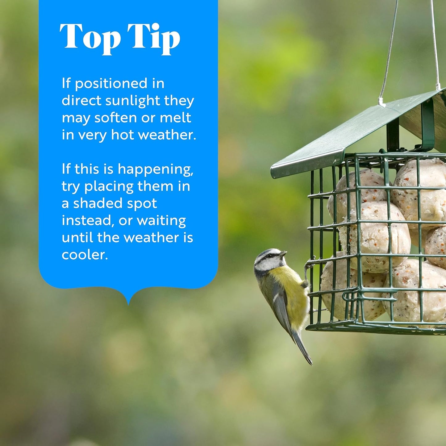 RSPB - Fat Balls for Wild Birds | High Energy Suet Balls | Made in the UK | 1 x 50 Box