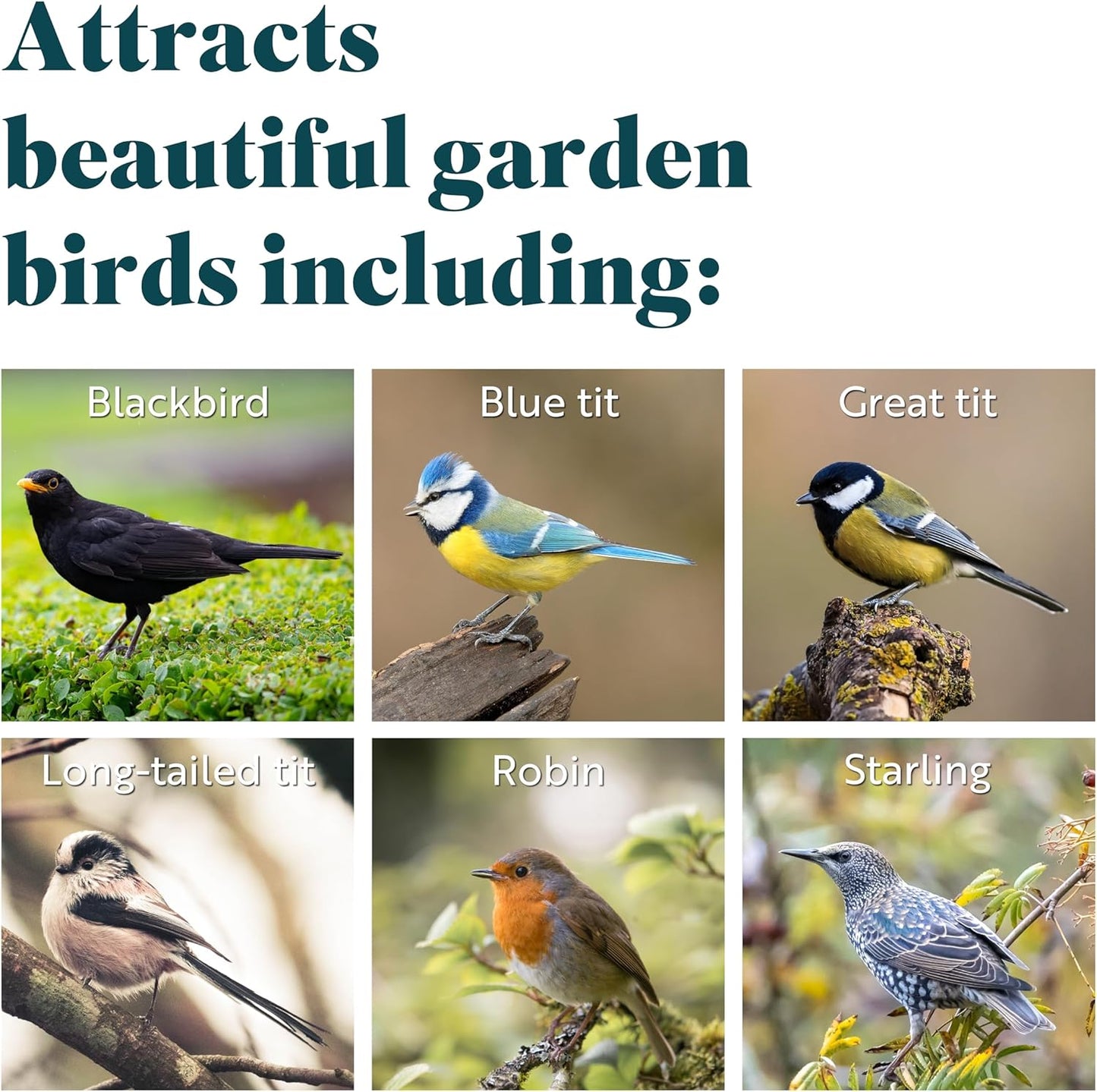 RSPB - Fat Balls for Wild Birds | High Energy Suet Balls | Made in the UK | 1 x 50 Box