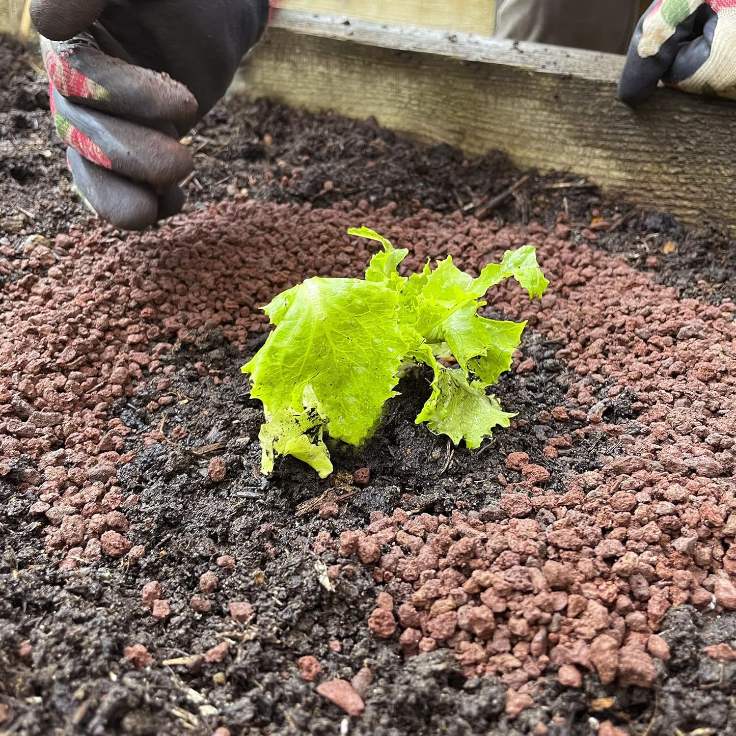 Clear Slugclear Slug & Snail Barrier, 2.5 Kg