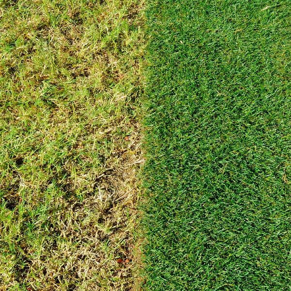 Miracle-Gro Healthy Lawn Food | Green in a Week | 80m2