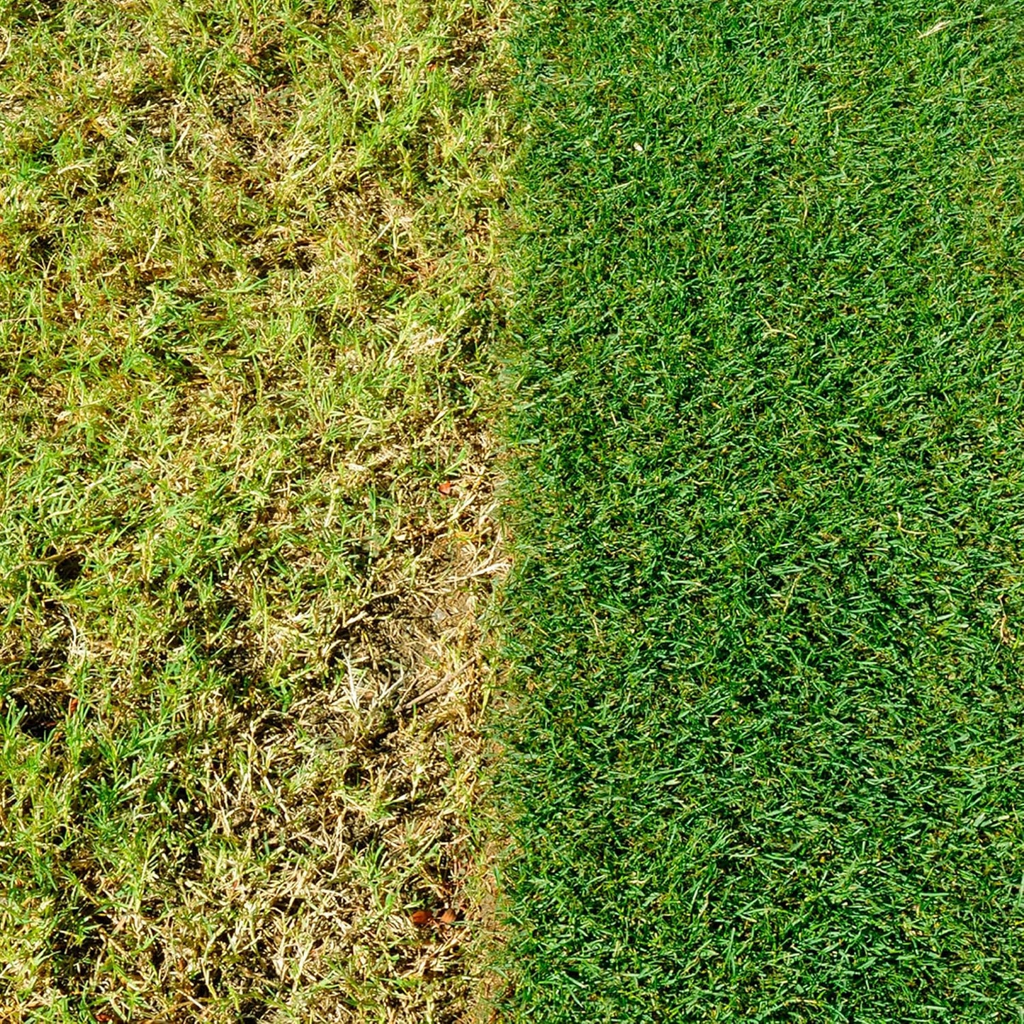 Miracle-Gro Evergreen Complete 4-In-1 Lawn Food| Weed & Moss Control 400m2