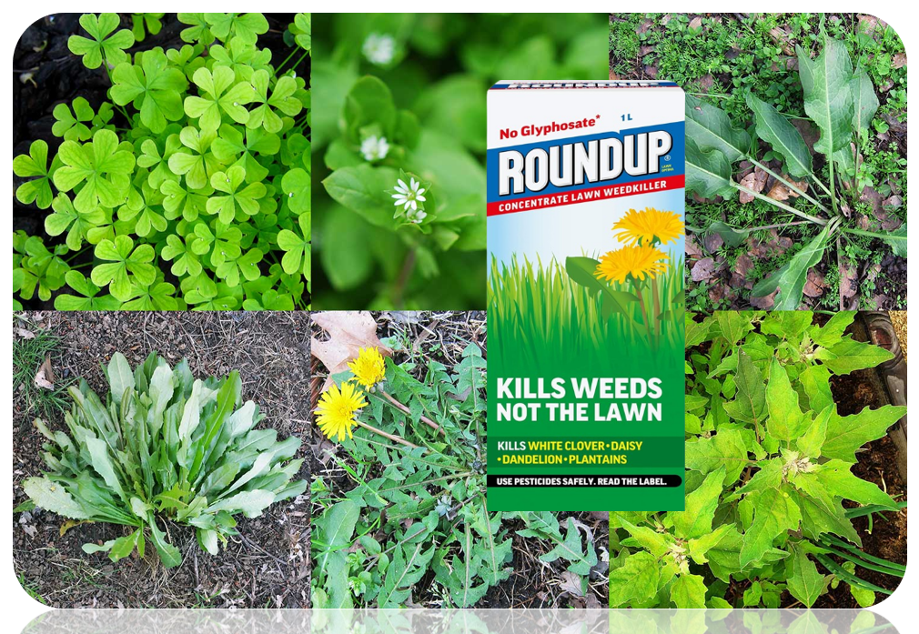 Roundup Powerful Lawn Weed Killer | Glyphosate-Free |Highly Concentrated | 1 Litre, Blue