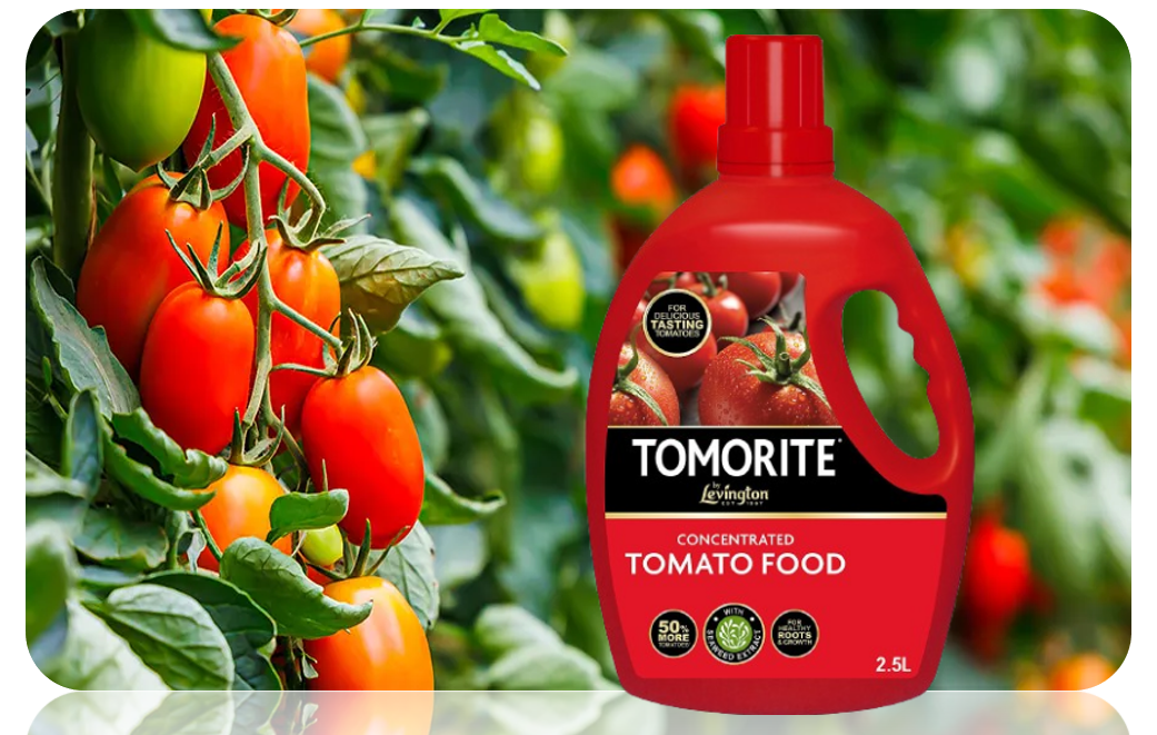 Levington Tomorite Highly Concentrated Plant Food, 2.5 Litre