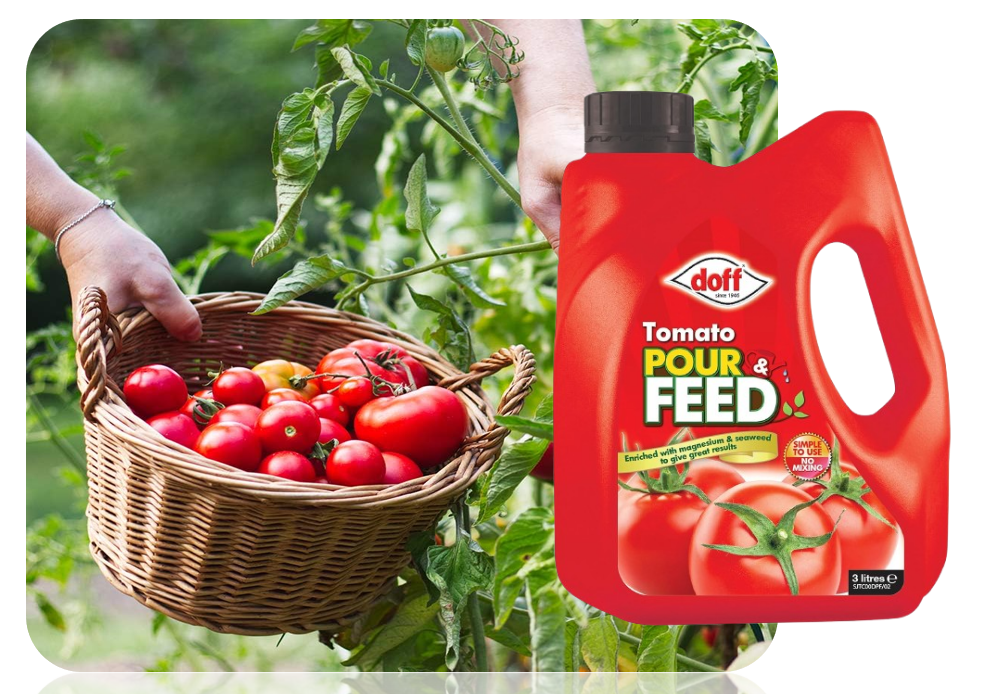 Doff Tomato Ready Mixed Liquid Pour and Feed Plant Food 3 Litre