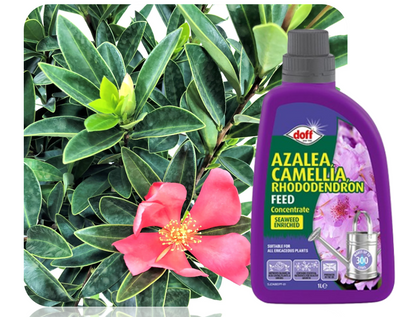 Doff Azalia, Camellia, Rhododendron Feed 1L