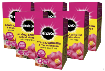 Miracle-Gro® Azalea, Camellia & Rhododendron Soluble Plant Food 1kg