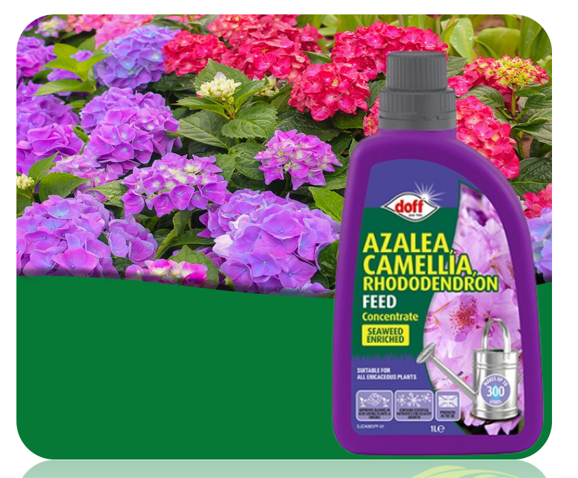 Doff Azalia, Camellia, Rhododendron Feed 1L