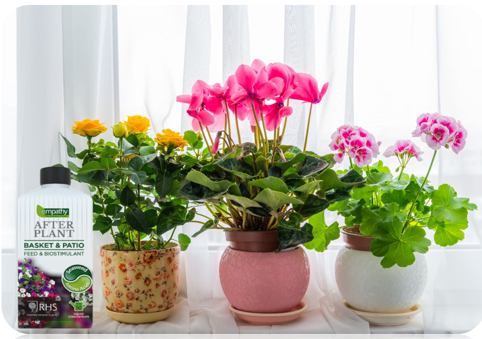 Empathy After Plant Basket and Patio Liquid Seaweed Feed 1 Litre Concentrate