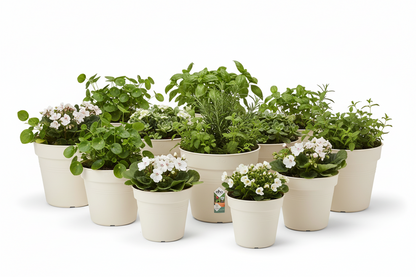 Elho Green Basics Grow Pot 13cm COTTON WHITE