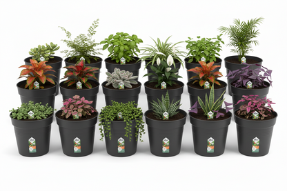 Elho Green Basics Grow Pot 13cm LIVING BLACK