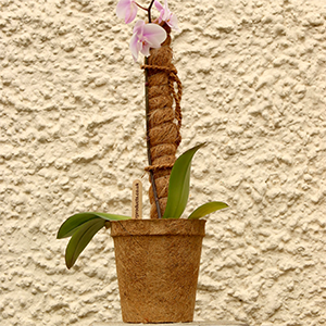 Moss Pole | Coir Grow Pole 60 Cm | Plant Support