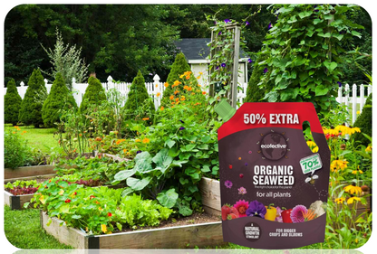 Ecofective Organic Liquid Seaweed For All Plants, (50% Extra), 1.2L Pouch