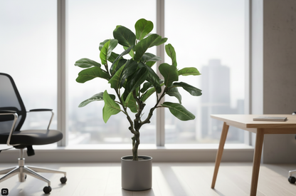 Fixtures Artificial Green Ficus Iyrata Tree 80cm