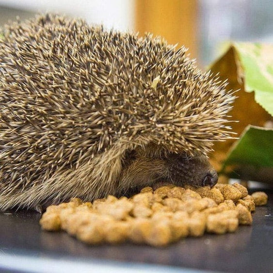 Brambles Crunchy Hedgehog Food 2Kg | Also Suitable for Badgers