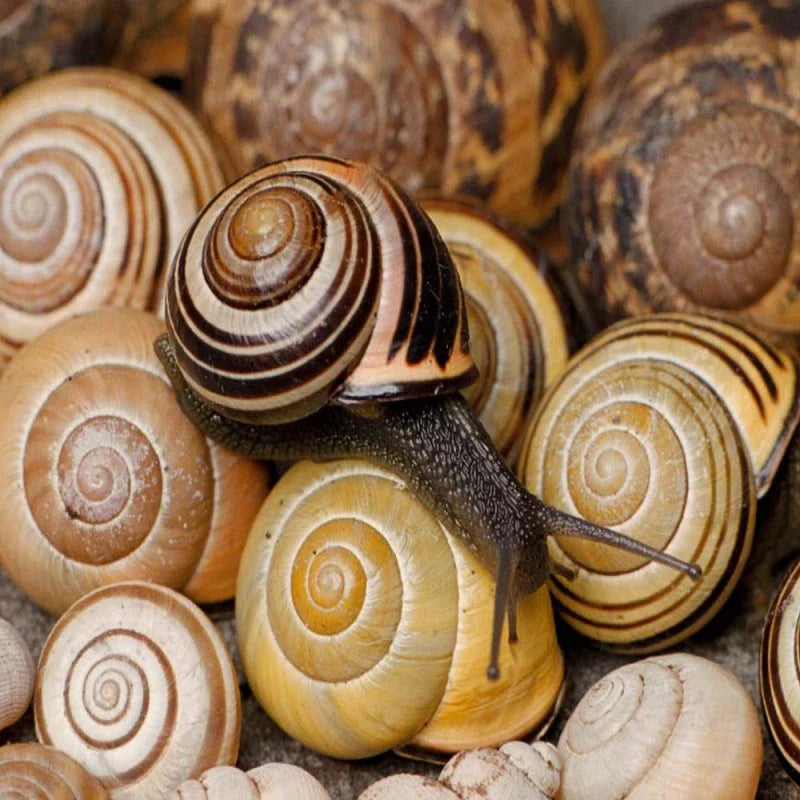 Doff Green Fingers Bio Barrier Slug & Snail Pellets 1 Kg