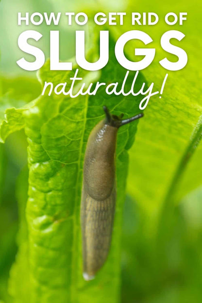Ecofective Ecf0124 Slug Stoppa Barrier Granules For Slug And Snail Control, 2L