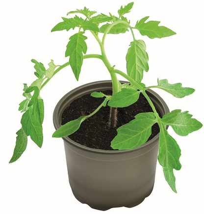 Garland Biodegradable Growing Pots Pack 5, 12cm