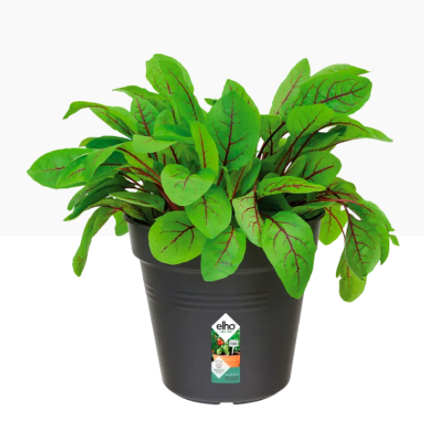 Elho Green Basics Grow Pot 19cm LIVING BLACK