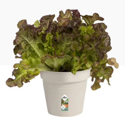 Elho Green Basics Grow Pot 19cm COTTON WHITE