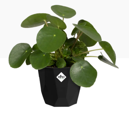 Elho B.For Rock 18cm Display Pot LIVING BLACK - NWT FM SOLUTIONS - YOUR CATERING WHOLESALER