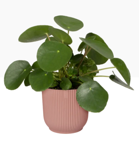 Elho Vibes Fold Round 14cm Display Pot DELICATE PINK