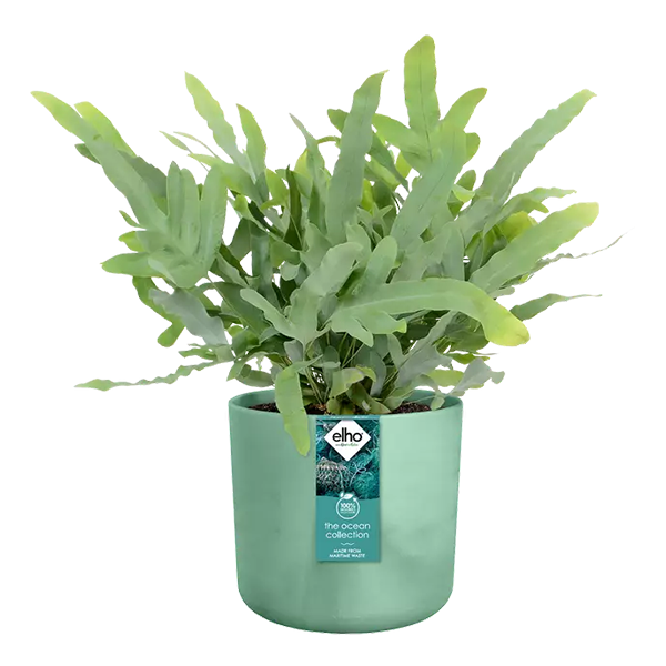 Elho PACIFIC GREEN Round Planter 16cm